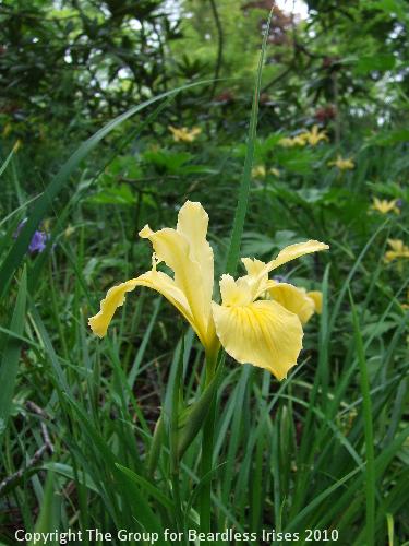 Knightshayes (39)